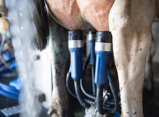 Door eenmaal daags melken herstellen koeien sneller van ketose maar de melkproductie blijft achter