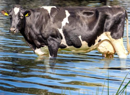 Koe in het water