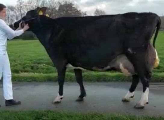 Anouk Bons won met Brando Bianca 37 (v. Sanchez) de titel bij de oudere koeien