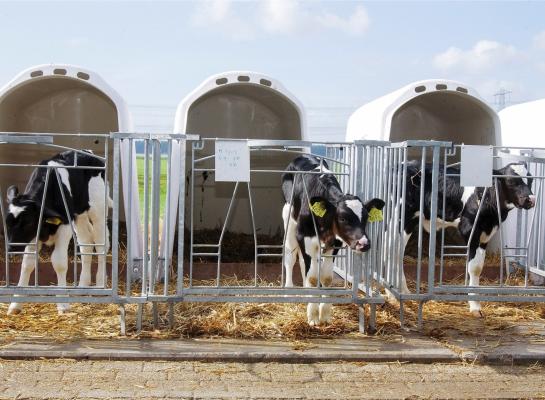 Kalveren die individueel gehuisvest worden hebben meer last van stress