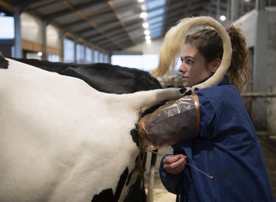 Met behulp van de tool ‘insemineer met het juiste rietje’ kunnen melkveehouders de inseminatiestrategie op hun bedrijf optimaliseren.