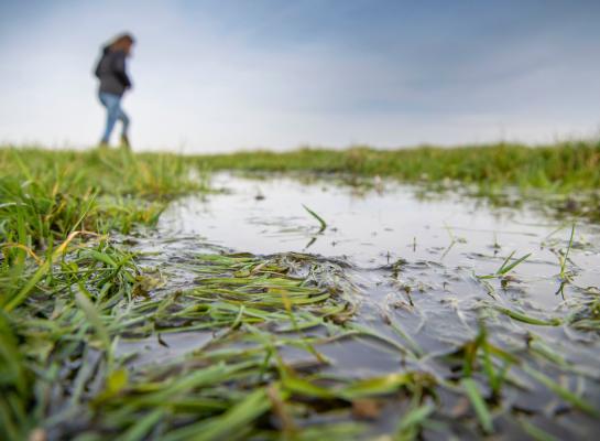 Pas bij een grondwaterstand van 20 centimeter onder het maaiveld wordt de bodem te nat voor het behoud van de functie landbouw (foto: Mark Pasveer)