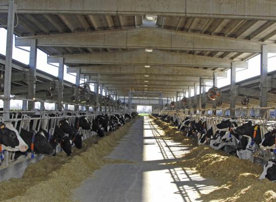 Het gemiddeld aantal koeien per mpr-bedrijf groeide in Italië van 118 naar 124 stuks