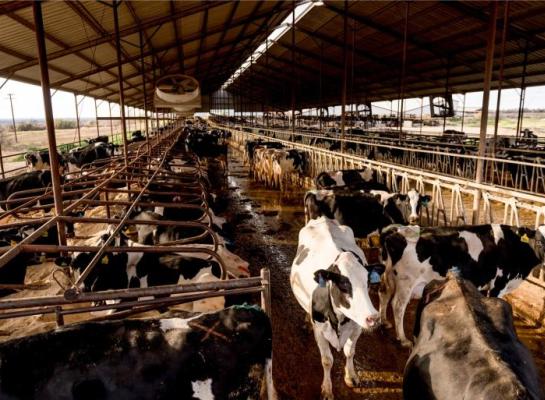 Amerikaanse melkveehouders namen in 2022 16,2 miljoen rietjes af van melkveestieren