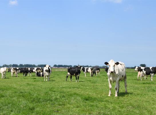Dalende opbrengstprijzen en toenemende voerkosten zorgen voor onzekerheid onder Belgische melkveehouders