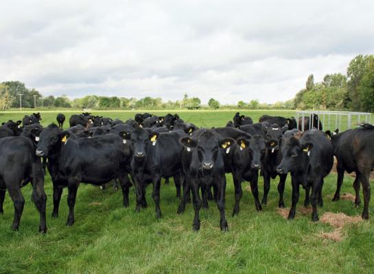 In tien jaar tijd is de populariteit van aberdeen angus voor zowel melk- als vleesvee flink toegenomen