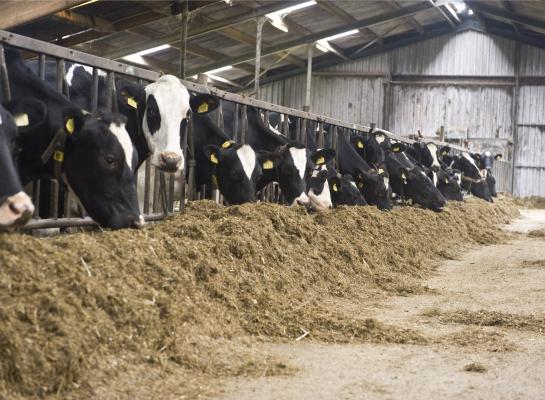 Bij de koeien die NutriTek kregen toegediend in het rantsoen bleef de salmonellastatus op peil