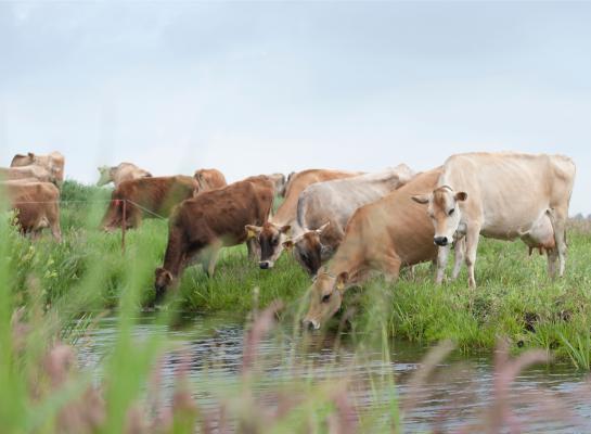 In veel regio's lukte het vanwege de draagkracht van de grond niet om voor 1 mei te starten met weidegang