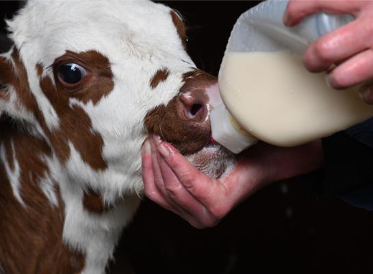 Een goede biestkwaliteit begint al bij het melken van de koe