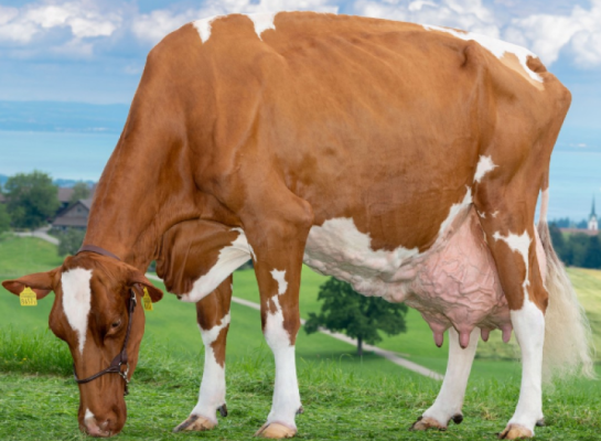 Wirth’s Joyboy Granada is met ruim 183.000 kg melk de koe met het hoogste levenstotaal in Zwitserland (foto: Giorgio Soldi)