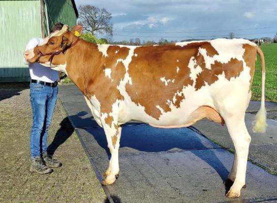 Bij de vaarzen werd Julia 472 van Van Essen kampioene