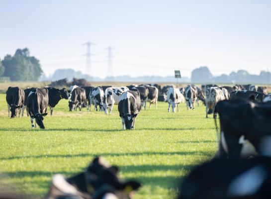 Voorwaarde voor economisch succesvol extensiveren is dat de bewerkingskosten in de hand worden gehouden, bijvoorbeeld door koeien intensief te weiden