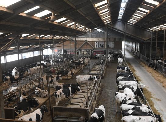 In ligboxenstallen zouden koeien over minimaal 9 vierkante meter per dier moeten beschikken