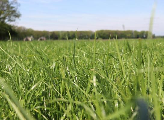 Gras droogtetolerantie.jpg