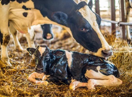 Hittestress: vergeet de droge koeien niet