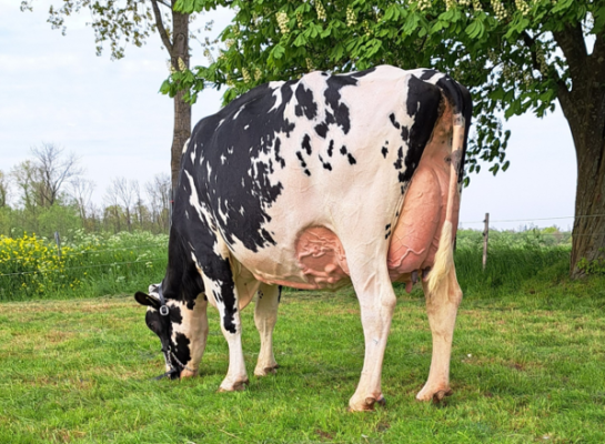 Elivia (v. Undenied) won behalve de titel in de middenklasse ook de publieksprijs en het algemeen kampioenschap