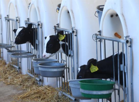 De temperatuur in iglo’s in de volle zon kan snel hoog oplopen