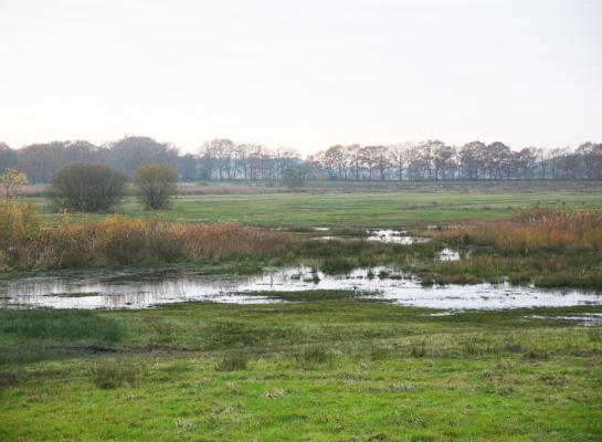 Zowel in de Europese milieucommissie als in de Raad van milieuministers is veel verdeeldheid over het voorstel voor een Europese Natuurherstelwet