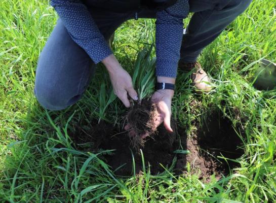 Bescherm je ruwvoeropbrengst: kies droogtetolerante grassen