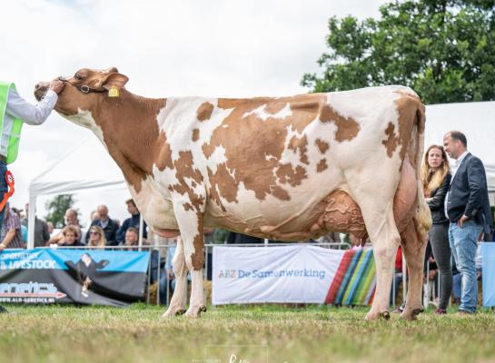 Foekje 171 werd onder andere uitgeroepen tot mooiste roodbonte koe (foto: Fleur Maartje Bakker)