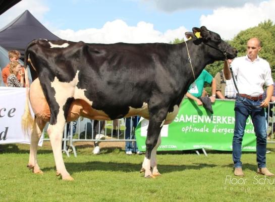 De Wijde Blik Marthe (v. Goldfarm), wint  tijdens De Bissende Koe in Ommen (Foto Floor Schut)