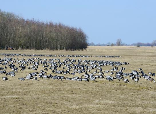 De drone werd ingezet nadat sensoren op basis van geluid de aanwezigheid van ganzen detecteerden