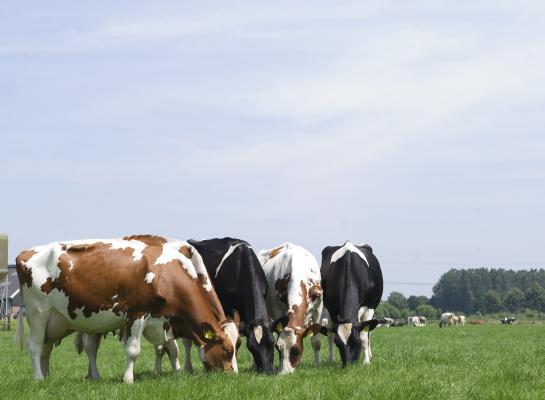 De hoogste voerwinst werd gerealiseerd op bedrijven met een gemiddelde intensiteit