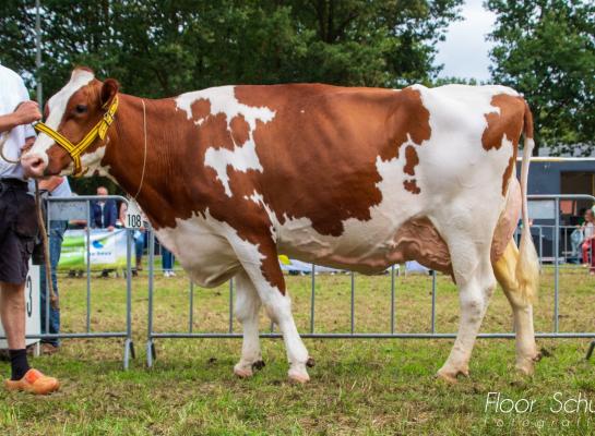 Roza 99 (v. Carnival) wint het algemeen kampioenschap roodbont