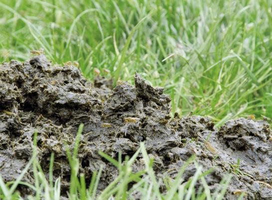 De afgelopen vijf jaar bleef de mestproductie van rundvee vrijwel gelijk