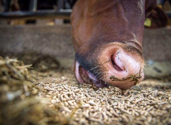 Voor bijna alle bedrijven is een voersaldo van 5,5 euro per 100 kg melk te weinig