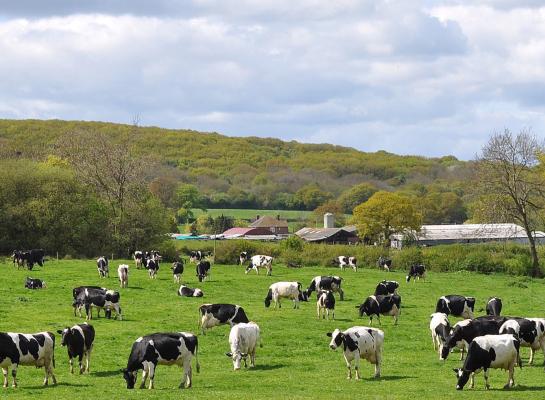  Op circa 27 procent van de Britse bedrijven met meer dan 500 koeien werd in 2022 een vorm van blokkalven toegepast