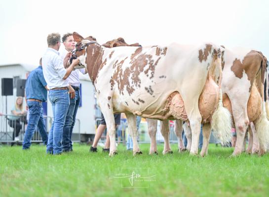 Algemeen kampioene Irma 68 produceerde al royaal meer dan 100.000 kg melk (foto: Fleur Maartje Bakker)