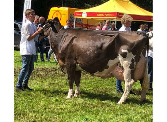 De vijf keer gekalfde Berninidochter Dompe Rozalien 3032 won In Oldebroek het algemeen kampioenschap (foto: Auke Landman)