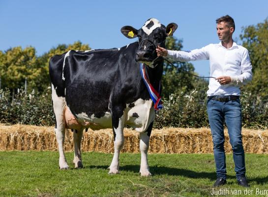 De vijf keer gekalfde Rika 349 zegevierde in Hellevoetsluis