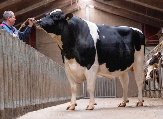 Bij de fokstieren noteert Willem’s-Hoeve Woody met 517 euro de hoogste Inet (foto: Han Hopman)