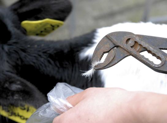 In totaal laten in Duitsland inmiddels ruim 2100 bedrijven het dna van hun dieren typeren