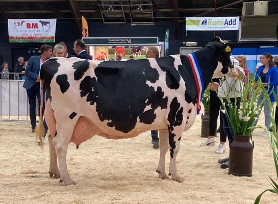 Algemeen kampioene zwartbont Zwaantje 236 (v. Goldsun) produceerde al bijna 118.000 kg melk