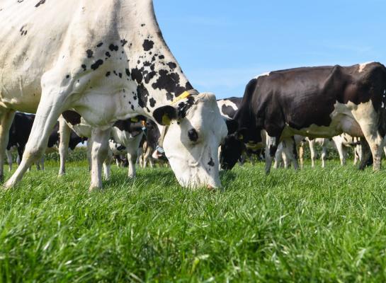 Met weidegang kunnen melkveehouders de ammoniakemissie flink terugdringen