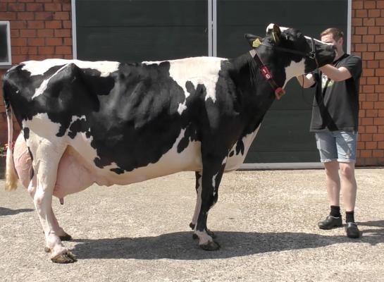 Holbra Hillie 20 (v. Holbra Altaspot) realiseerde al een levensproductie van meer dan 145.000 kg melk met 4,94% vet en 3,80% eiwit