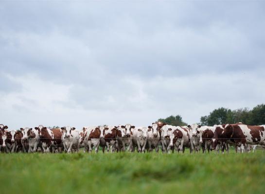Wordt vee aan de binnenlandse veevoerproductie gekoppeld en wordt er rekening gehouden met de klimaatdoelstellingen van 2030 dan is een krimp van 23 procent van de melkveestapel nodig