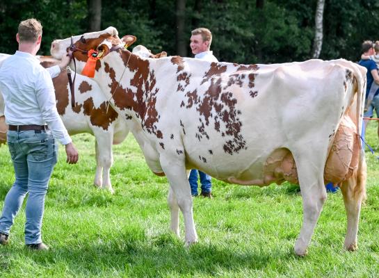 Agentdochter Niemeijer’s Johanna 39 was op de fokveedag Espelo-Holten de sterkste (foto: Henk Lomulder)