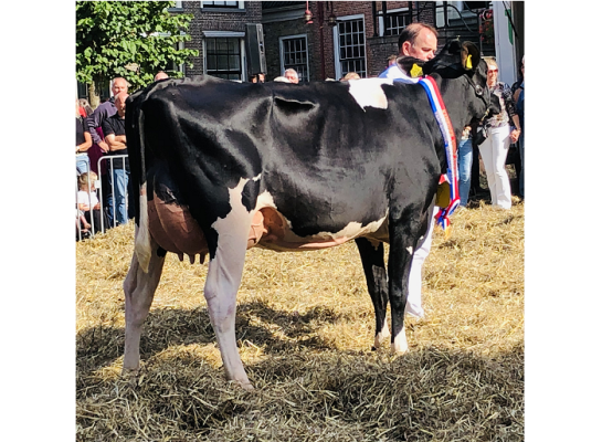 Jacuzzidochter Caudumer Ebony 24 was de sterkste in Workum (foto: Auke Landman)