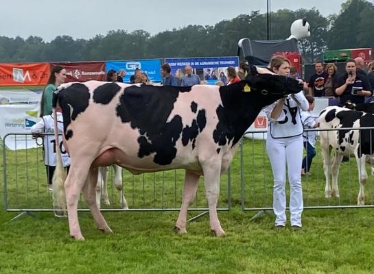 Tijdens CowValley won GH Geertje Grace (v. Chief) de titel Miss CowValley