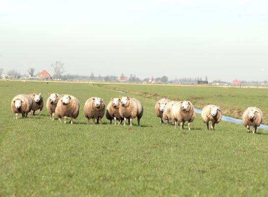 In navolging van Nederland verliest ook België de blauwtongvrije status