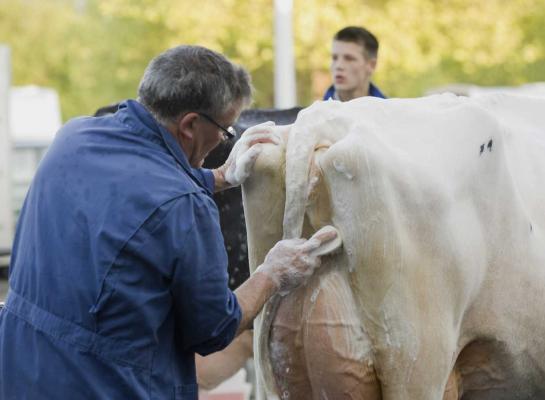 De deelnemende dieren worden pas toegelaten in de hal nadat ze gewassen zijn