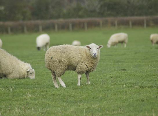 Onder de besmette bedrijven zijn het vooral de schapen die slachtoffer worden van het blauwtongvirus