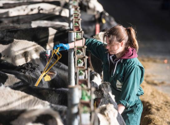 De symptomen van blauwtong en ibr kunnen op elkaar lijken, volgens GD