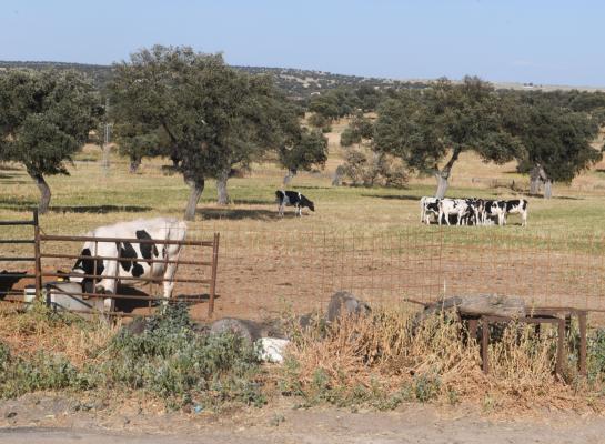 Afgelopen najaar werd EHD voor het eerst in Europa vastgesteld bij runderen op de Italiaanse eilanden Sardinië en Sicilië, in Spanje en in Portugal