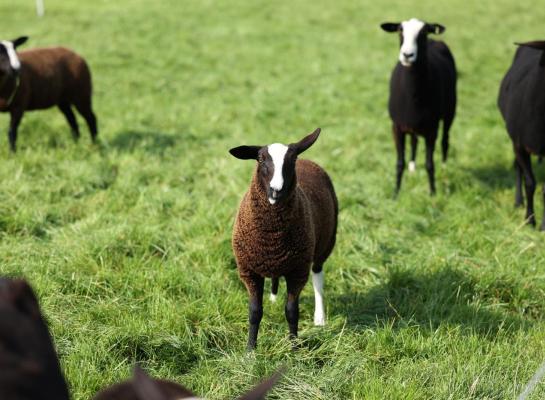 De blauwtongvirusvariant die door Nederland waant is een die genetisch afwijkt van serotype 3 varianten uit andere landen