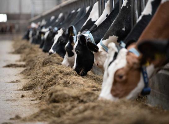 Een extra koe melken kost 366 euro per jaar